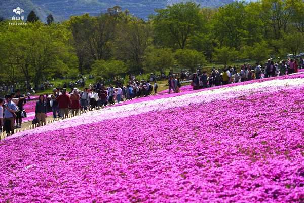驚艷的日本羊山公園芝櫻
