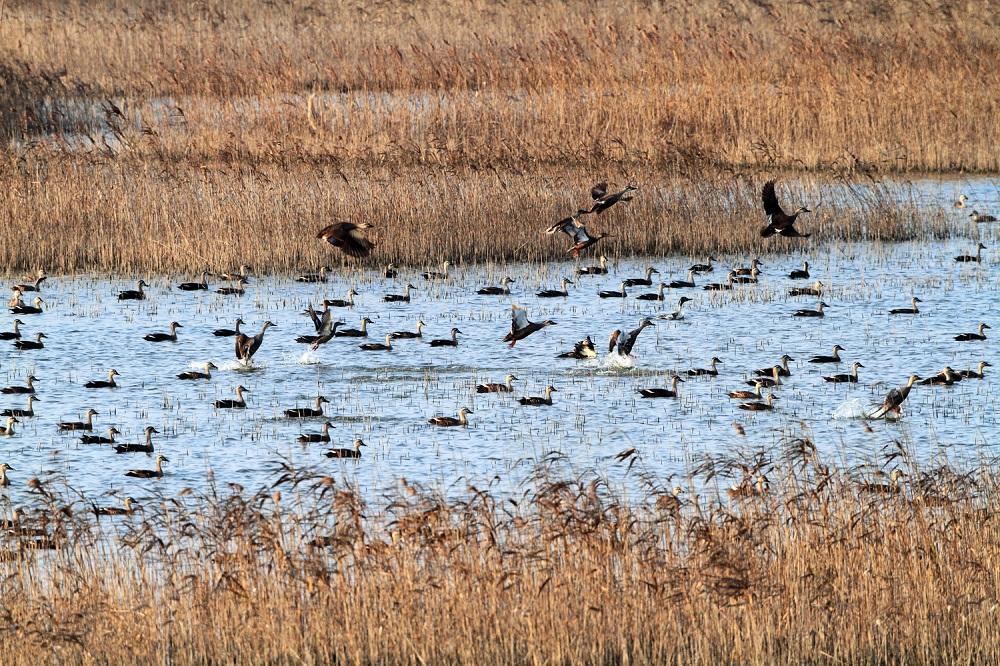 寸土寸金的上海要造更多公園
