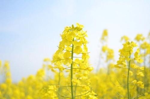 六款蜜源植物讓花園成為蝴蝶飛舞的天堂