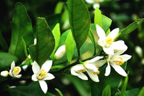 六款蜜源植物讓花園成為蝴蝶飛舞的天堂