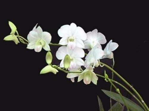 六款蜜源植物讓花園成為蝴蝶飛舞的天堂