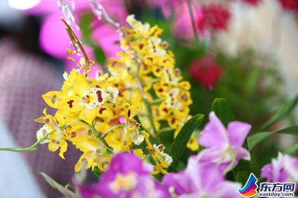 第19屆中國國際花卉園藝展覽會在滬舉行