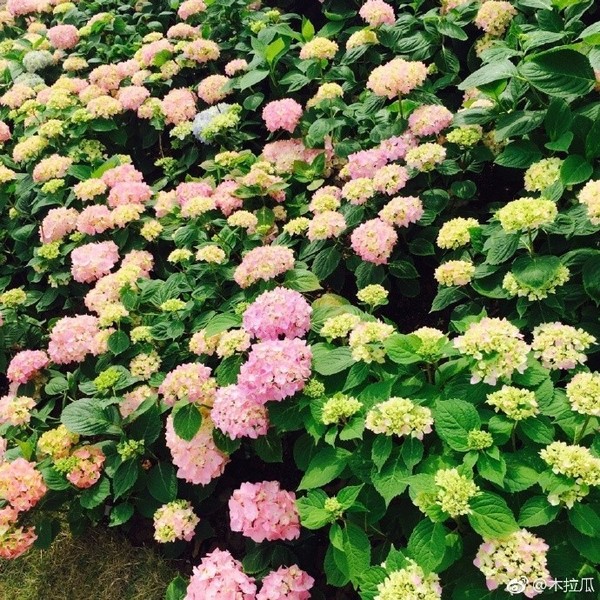 無錫這些秘密的私家花園