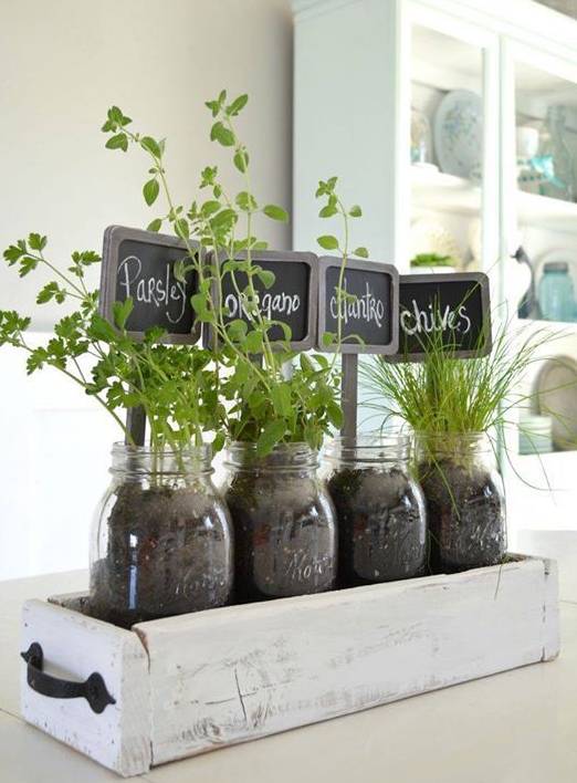 夏天家里養(yǎng)這些植物好看有驅(qū)蚊