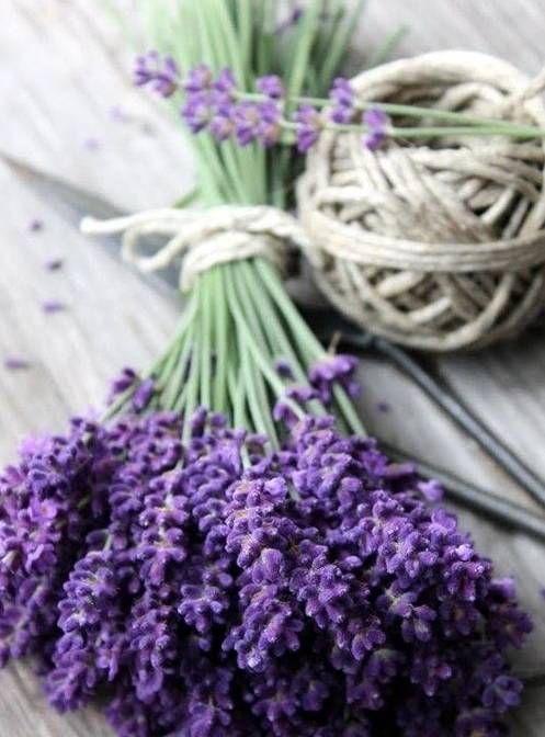 夏天家里養(yǎng)這些植物好看有驅(qū)蚊