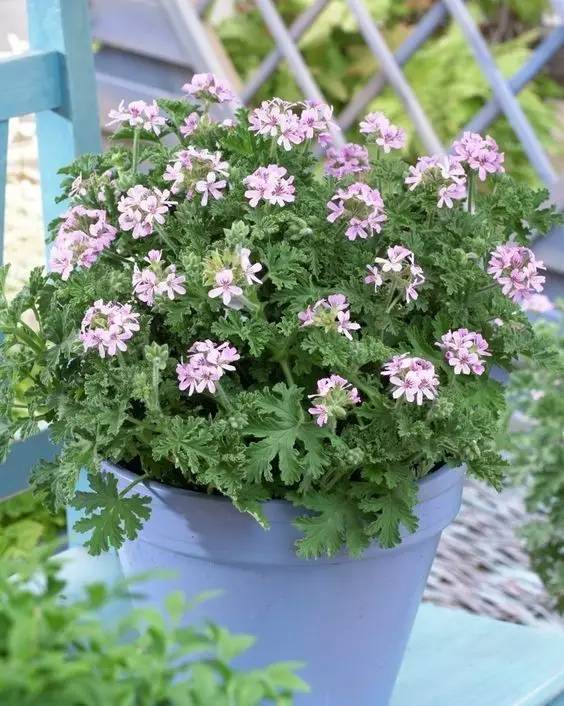 夏天家里養(yǎng)這些植物好看有驅(qū)蚊