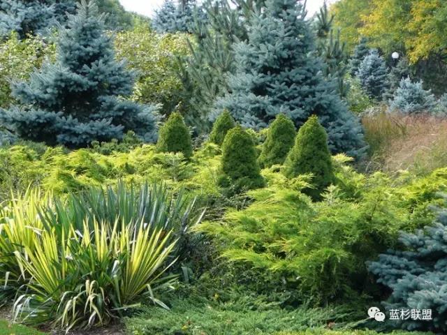 科羅拉多藍杉:從銷量看發展