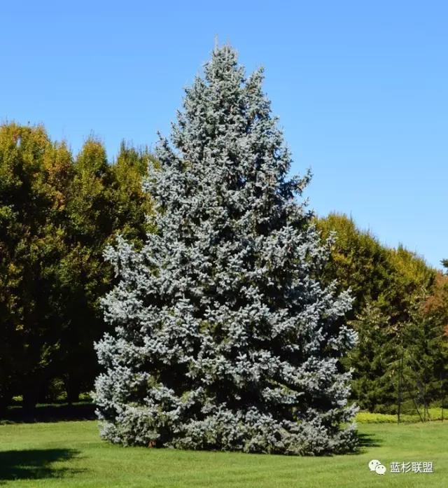 科羅拉多藍杉:從銷量看發展