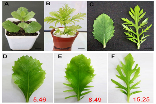 水生異形葉發育機制研究的模式植物被確認