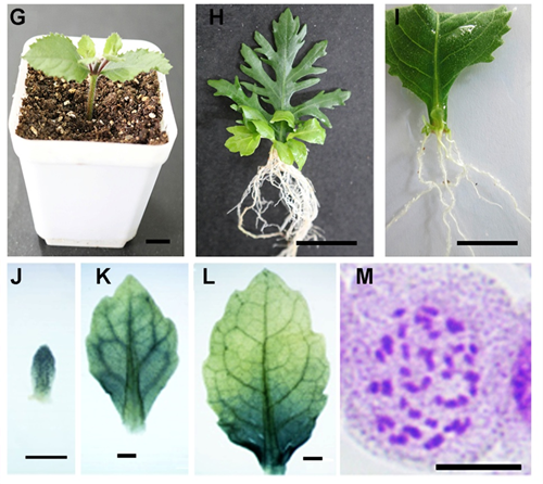 水生異形葉發育機制研究的模式植物被確認