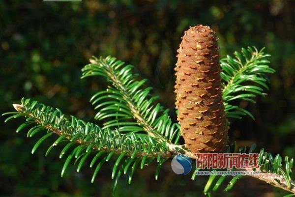 湖南繁育出800余株“植物活化石”資源冷杉