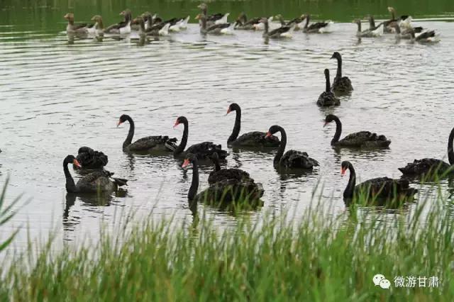 美麗的張掖國家濕地公園