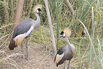 浙江寧波杭州灣國家濕地公園觀鳥節(jié)啟幕