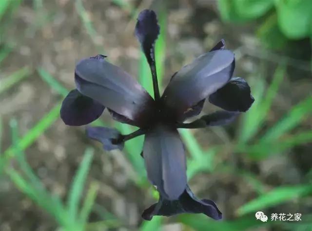 世界上最稀有的花卉顏色