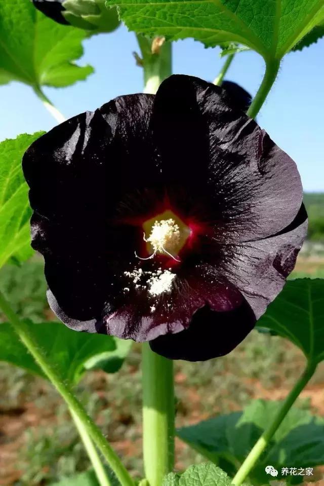 世界上最稀有的花卉顏色