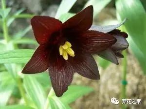 世界上最稀有的花卉顏色