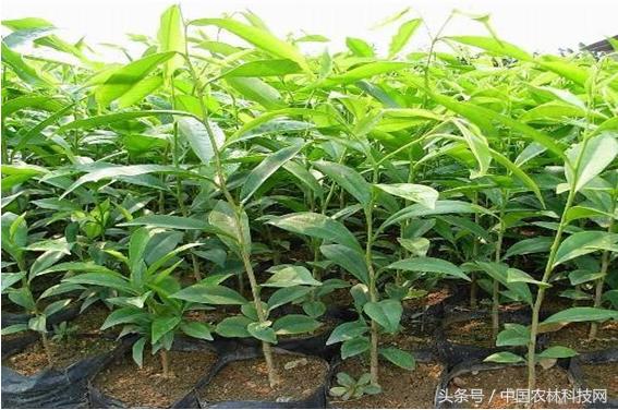 木香的價值和栽培技術(shù)