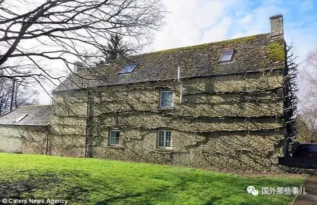 19世紀(jì)小屋變熱門景點(diǎn) 45年的紫藤莫名死亡