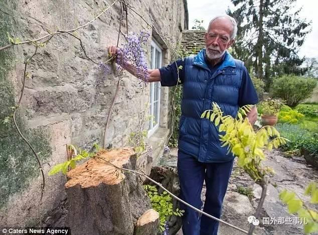 19世紀(jì)小屋變熱門景點(diǎn) 45年的紫藤莫名死亡