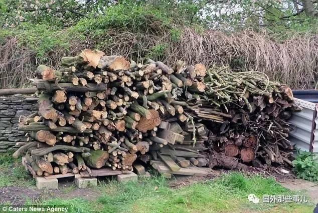 19世紀(jì)小屋變熱門景點(diǎn) 45年的紫藤莫名死亡