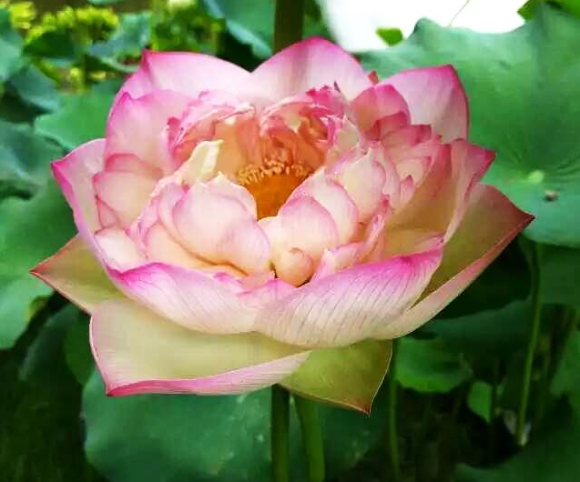 園林苗木行業蓬勃發展 苗木人卻面臨競爭威脅