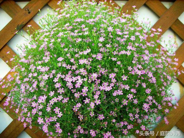 適合花壇盆栽造景的植物六倍利