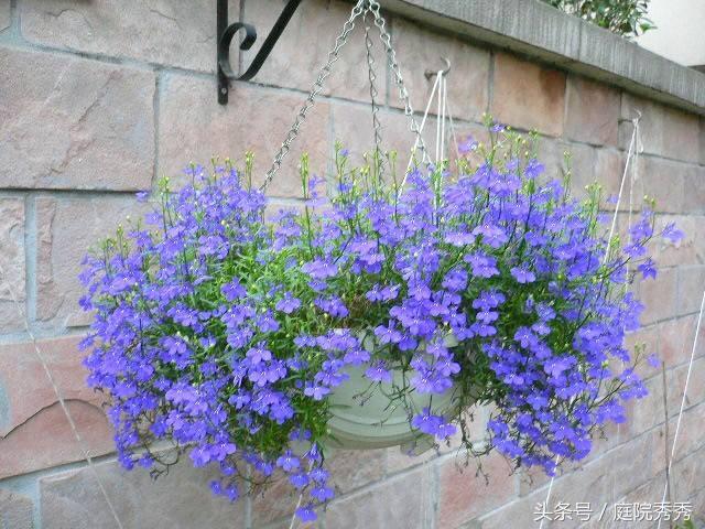 適合花壇盆栽造景的植物六倍利