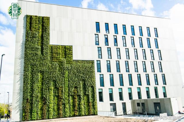 令人傾倒的“瀑布式”植物墻
