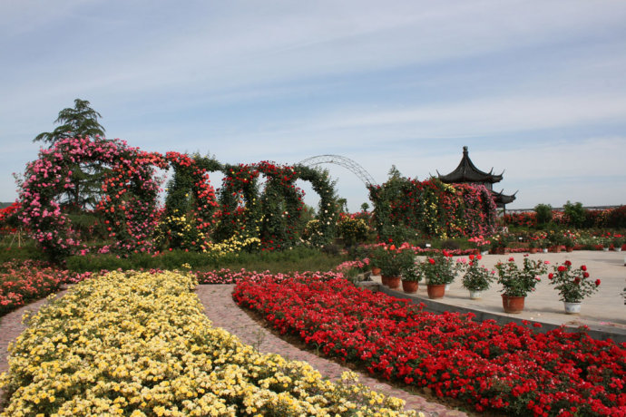 南陽以花為媒連通世界 苗木出口總量占全國70%以上