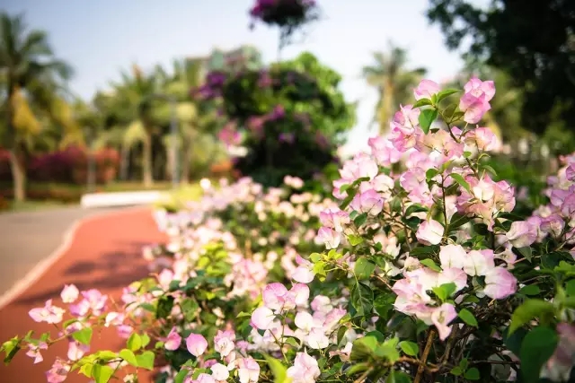 景觀助力一帶一路，笛東獻(xiàn)策盛世華章