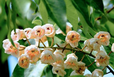 【珍寶】郴州齊云峰國家森林公園驚現“國寶”佰樂樹