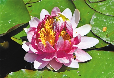 罕見三花并蒂睡蓮 現(xiàn)身西安植物園