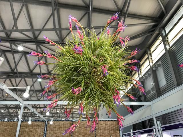 花藝師淺談花藝設(shè)計潮流趨勢