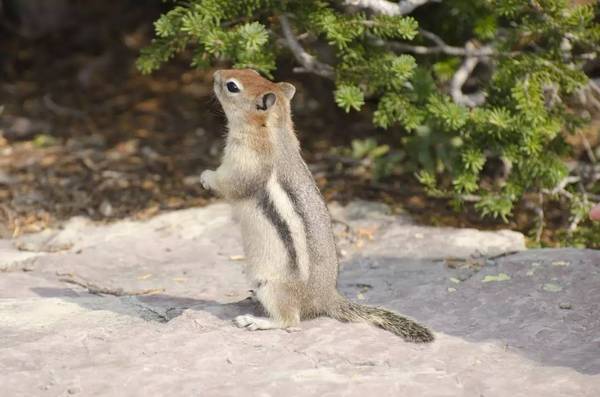 冰川國家公園，地球母親的脊梁