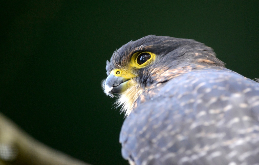 “綠寶石之地”——新西蘭峽灣國家公園