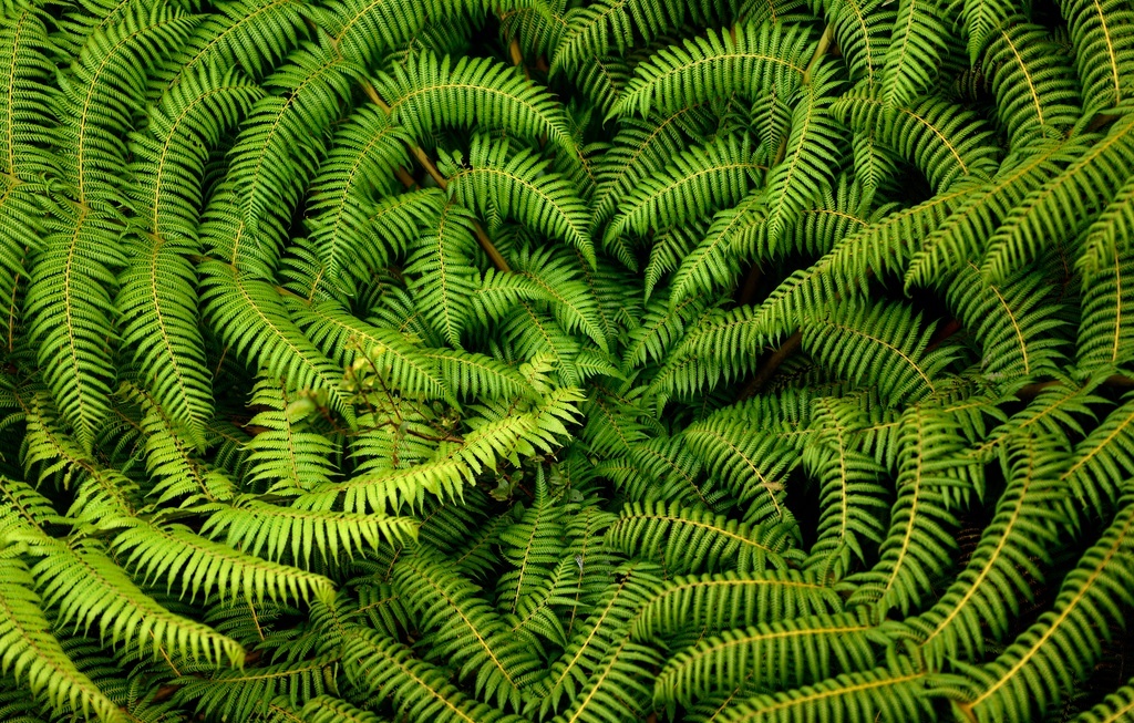 “綠寶石之地”——新西蘭峽灣國家公園