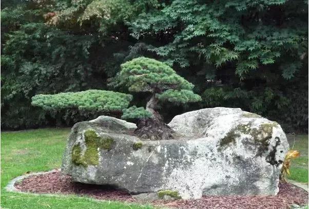 盆景——從園林中走出來的造型藝術