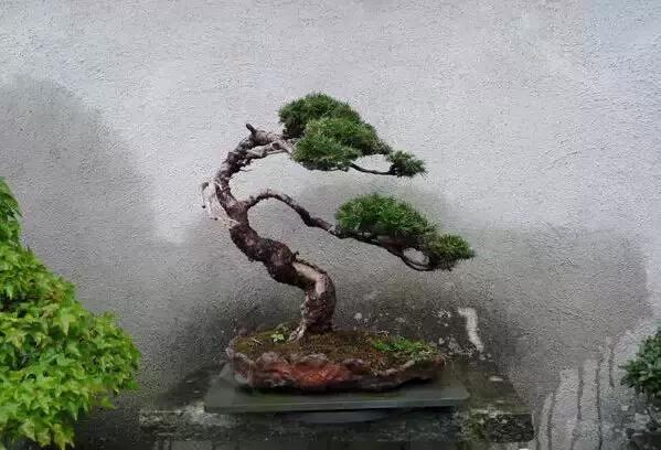 盆景——從園林中走出來的造型藝術