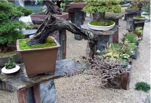 盆景——從園林中走出來的造型藝術