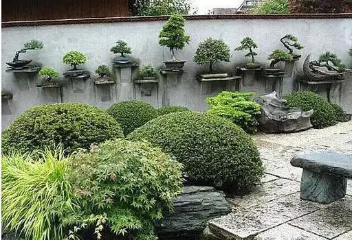 盆景——從園林中走出來的造型藝術