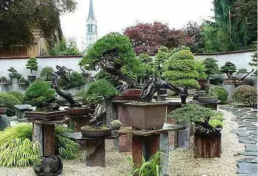 盆景——從園林中走出來的造型藝術