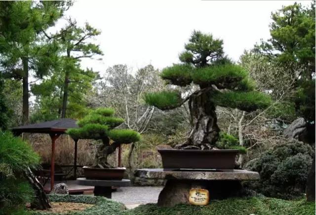 盆景——從園林中走出來的造型藝術