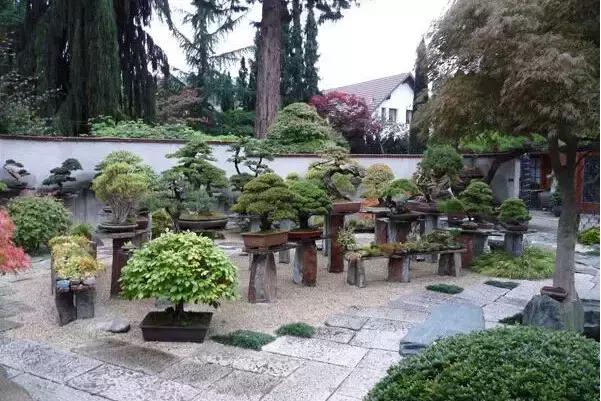 盆景——從園林中走出來的造型藝術