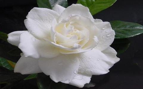 最受歡迎的9種花卉盆栽