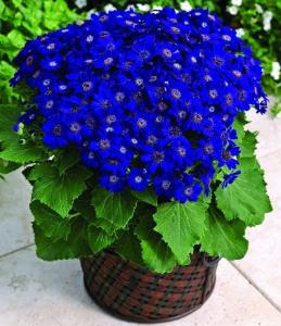 最受歡迎的9種花卉盆栽