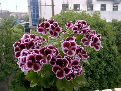 最受歡迎的9種花卉盆栽