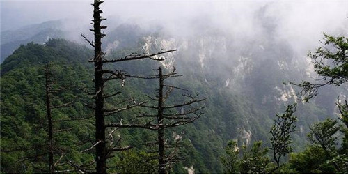 國內最美的森林公園你去過幾個？