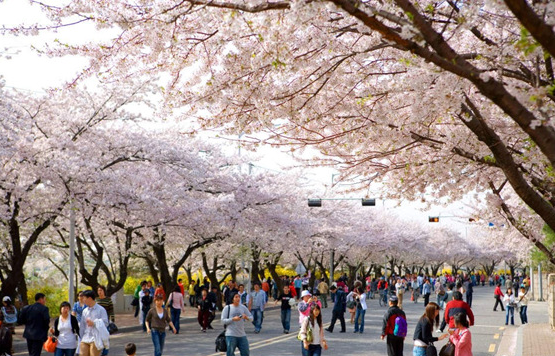 韓國最貴的公園-汝矣島漢江公園