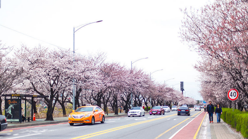 韓國最貴的公園-汝矣島漢江公園