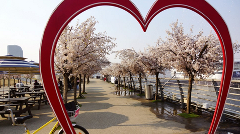 韓國最貴的公園-汝矣島漢江公園